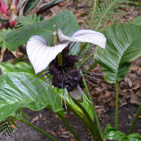 White Bat Flower Project Noah