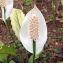 Peace lilies