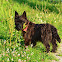 Cairn Terrier