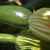 Zucchini