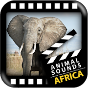 Best African Animals Sound  Icon
