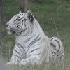Bengal Tiger / Tigre de bengala