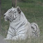 Bengal Tiger / Tigre de bengala