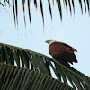 Brahminy Kite