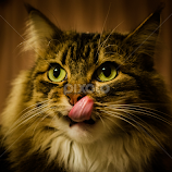 BooBoo by Anthony Currenti -  