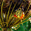 Marbled Orb Weaver Spider