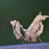 Dry leaf mimic Mantis