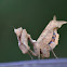 Dry leaf mimic Mantis