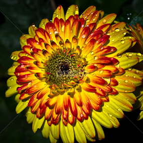 by Darrell Raw - Flowers Single Flower