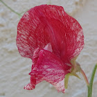 Sweet Pea Blossoms