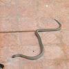 Striped Kukri Snake