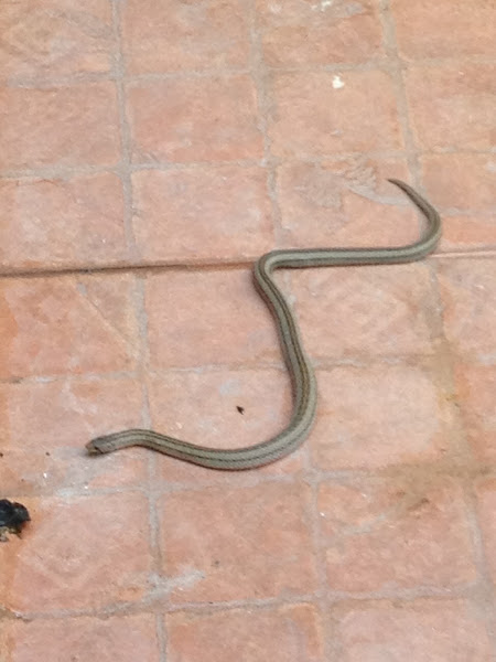 Striped Kukri Snake | Project Noah