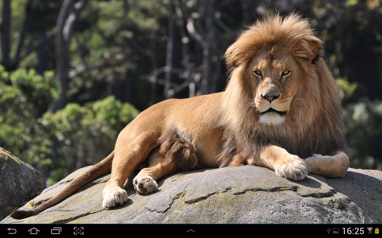 Animal Riddles for Kids - Android Apps on Google Play