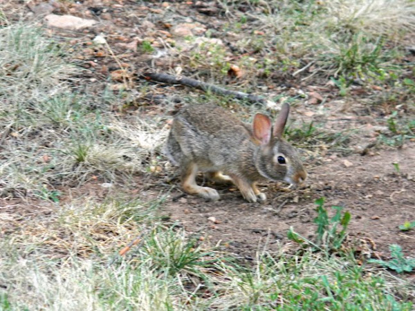 eastern cottontail rabbit | Project Noah