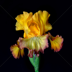 Garden Iris by Floyd Hopper - Flowers Single Flower