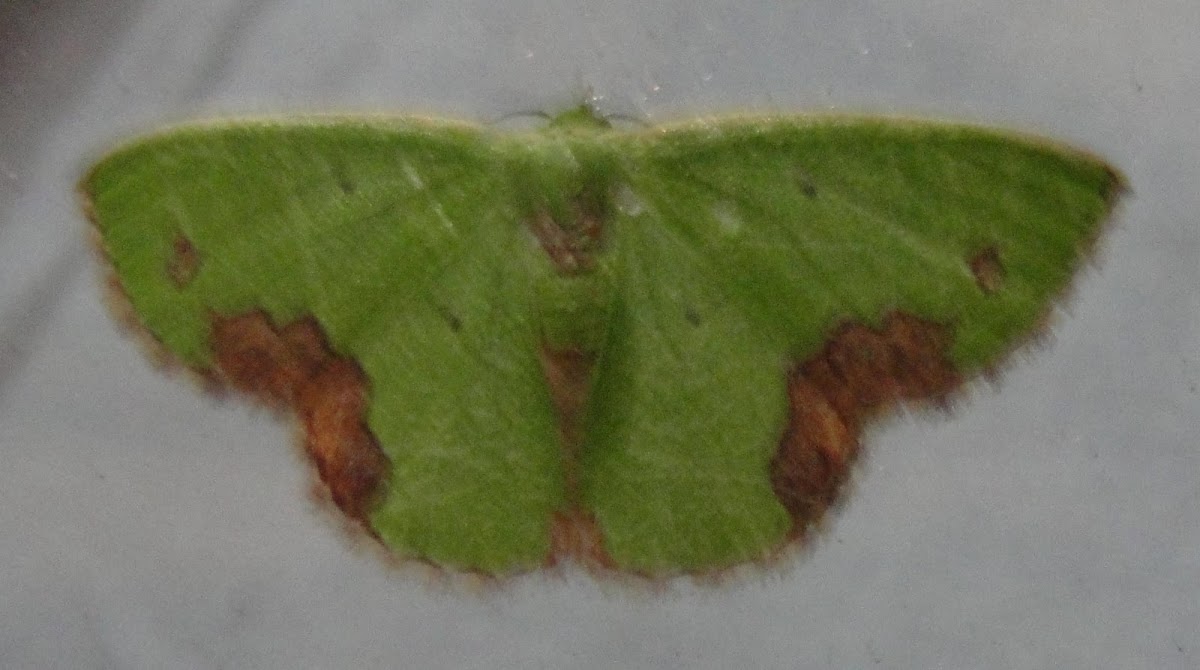 Emerals moth