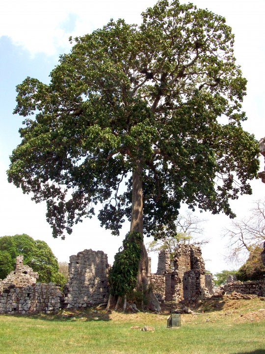 Panama Tree