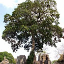 Panama Tree