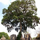 Panama Tree
