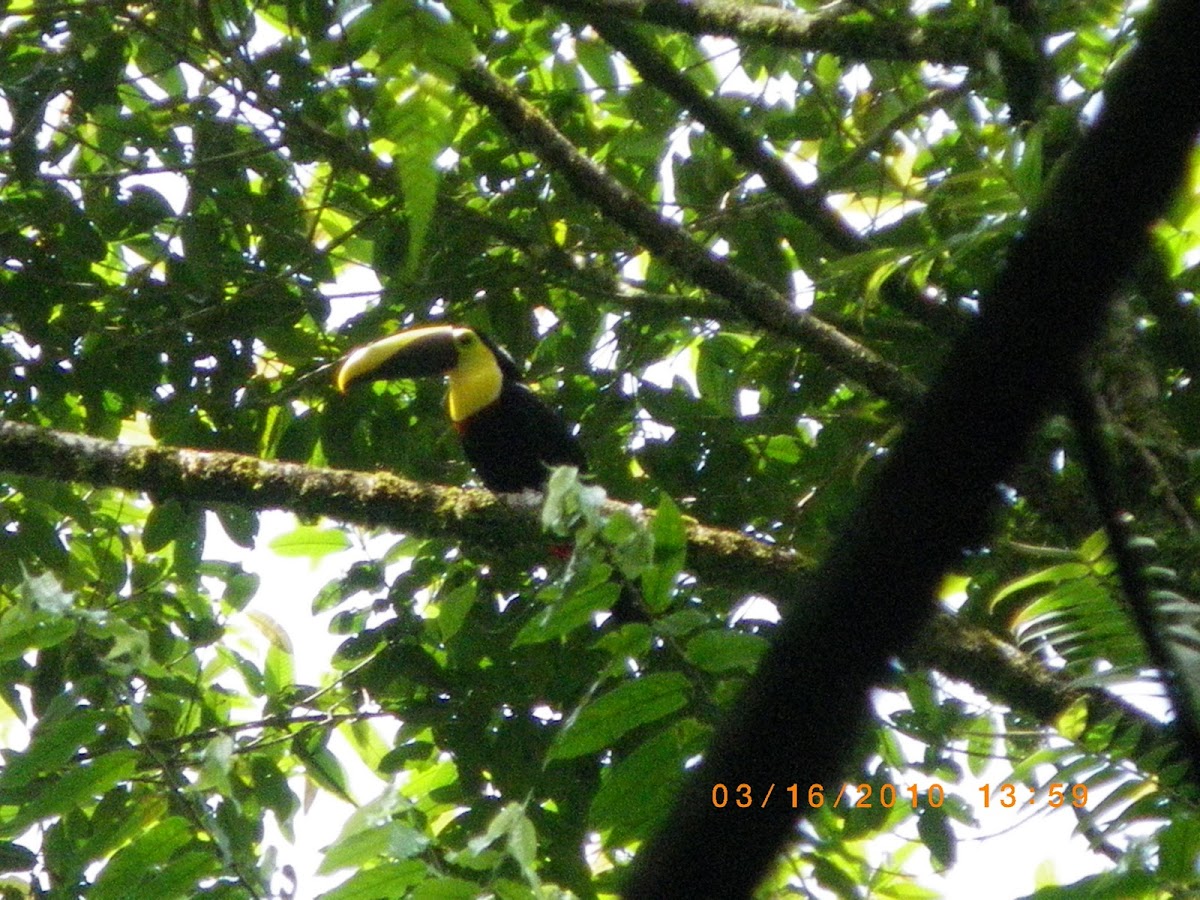 Chestnut-mandibled Toucan