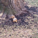 Eastern Fox Squirrel