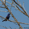 Blue Grosbeak