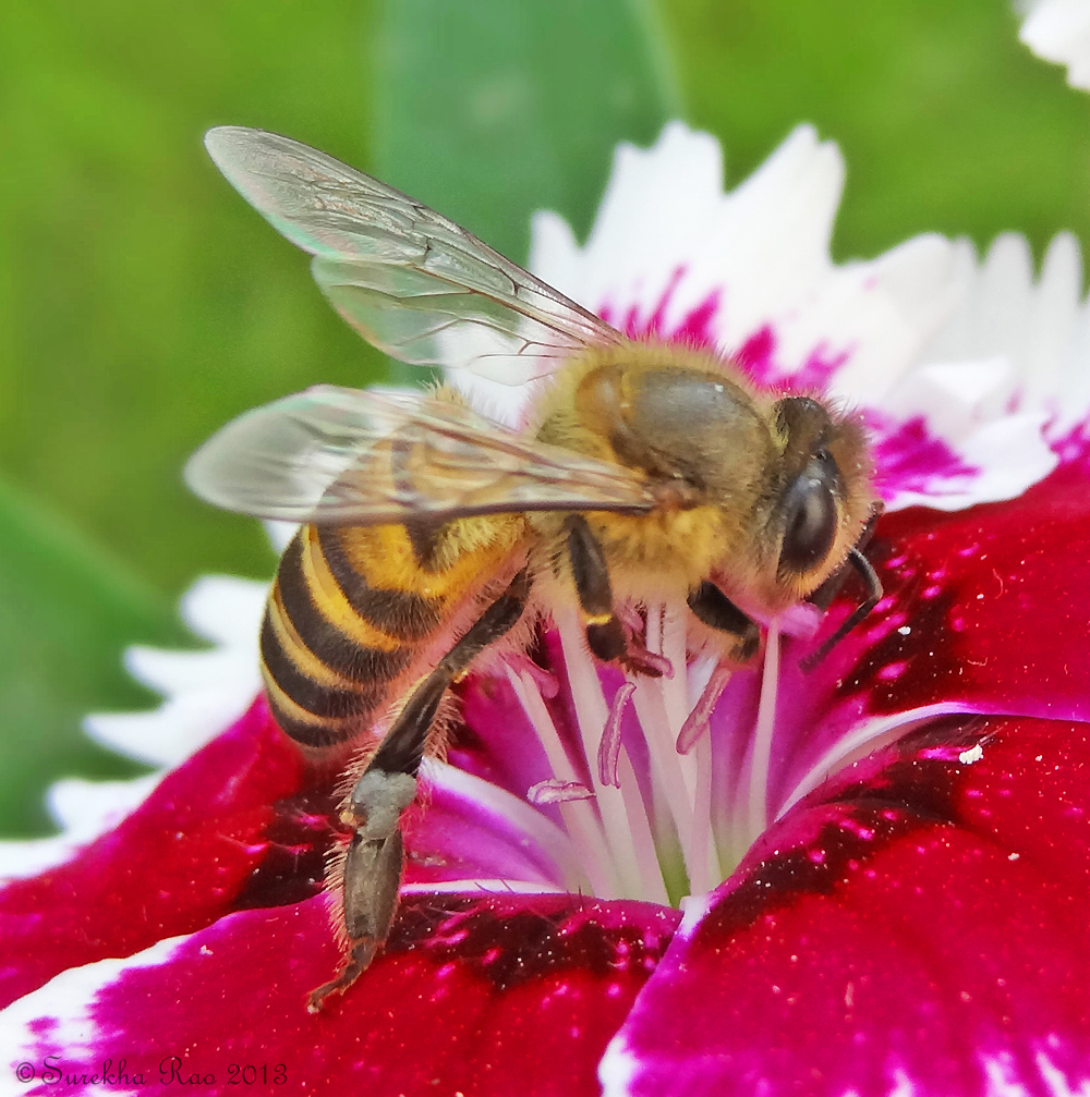 Asiatic honey bee