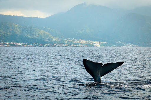 whale-dominica - Whale fluke near Point Michel, Saint Luke, Dominica.