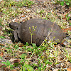 (Florida) Gopher Tortoise