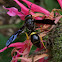 Potter Wasp - female