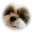 PET CLOCK logo