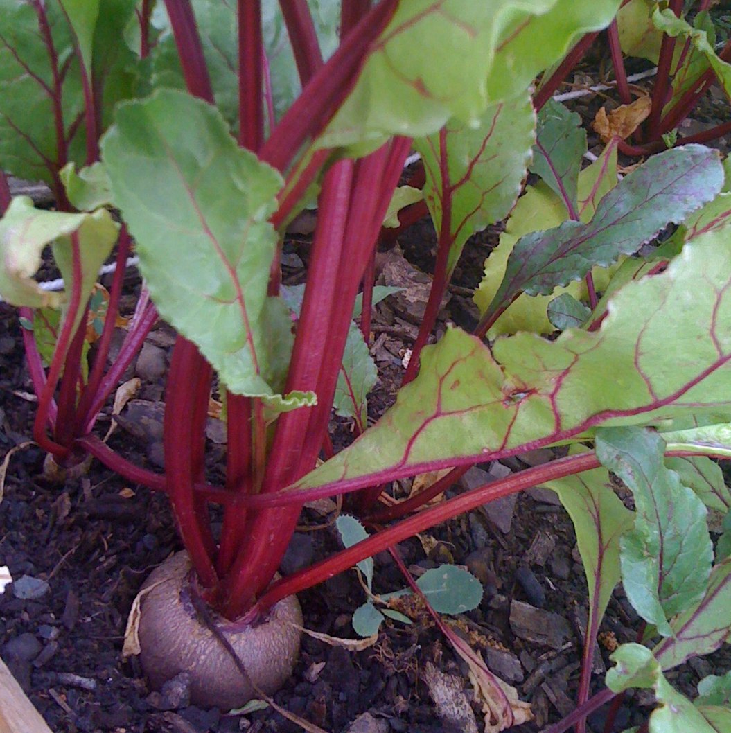 Beets (Detroit dark red)