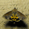 Hypocala Moth