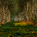 Fairytale Landscape by John Phielix -  