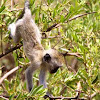 Blue Vervet Monkey