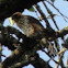 Coopers Hawk