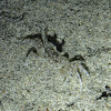 Speckled Crab