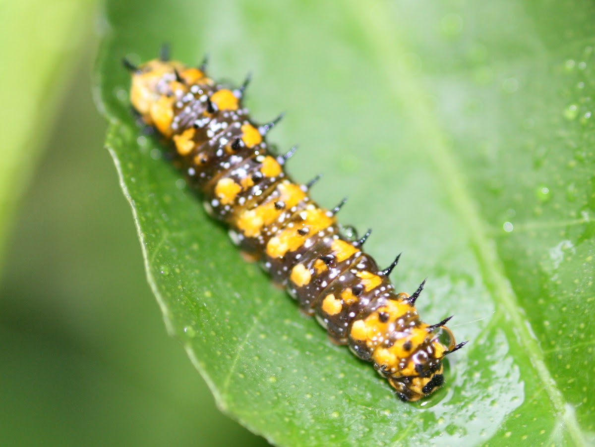 Dainty swallowtail