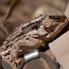 horned toad lizard