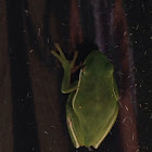 American green tree frog.
