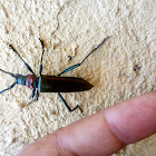 Musk beetle. Escarabajo cornilargo.