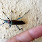Musk beetle. Escarabajo cornilargo.