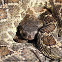 Southern Pacific Rattlesnake