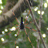 Giant wood spider (female)