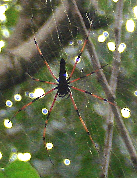 Giant wood spider (female)
