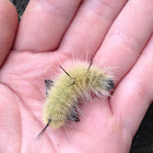 American Dagger Moth