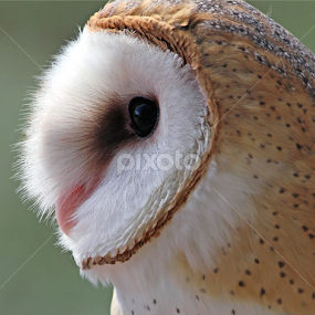 Barn Owl by Sandra Blair - Animals Birds