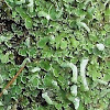 Pellia Lichen