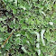 Pellia Lichen
