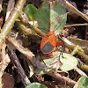 Orange Milkweed Bug